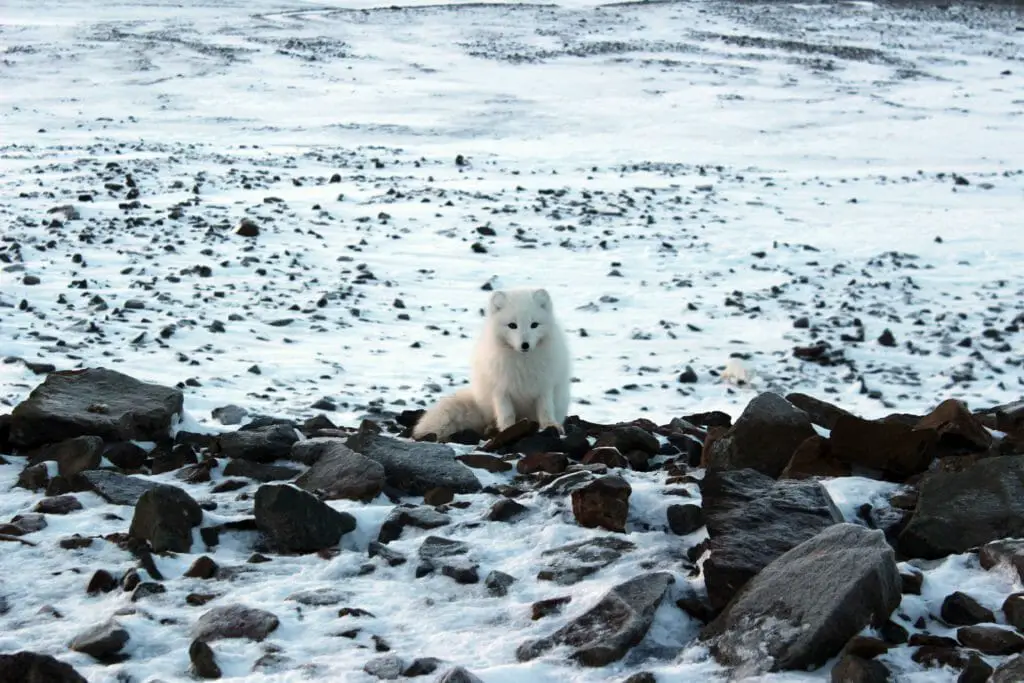 DIE 11 SCHÖNSTEN URLAUBSORTE IN EUROPA - NORDEUROPA 9 Polarfuchs Spitzbergen Norwegen