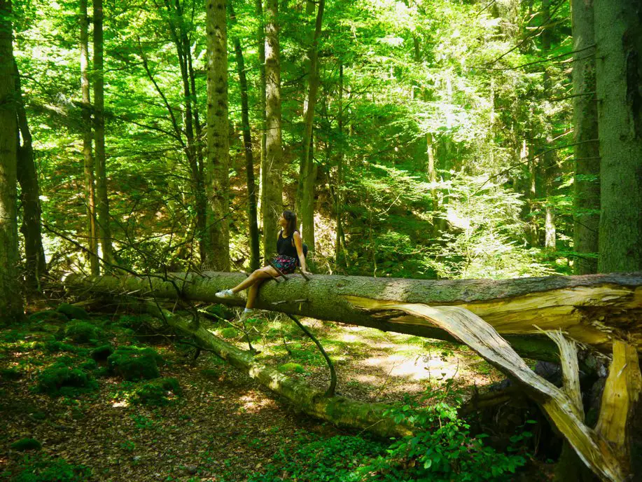 AUSFLUGSZIELE BADEN WÜRTTEMBERG - ENTDECKE 11 TRAUMHAFTE ORTE 6 Monbachschlucht Bad Liebenzell - Gemäßigte Laub- und Mischwälder